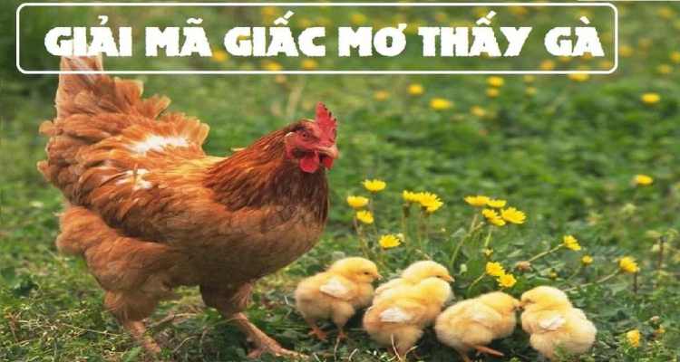 giấc mơ thấy gà